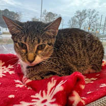 Thumbnail photo of Jolie #2