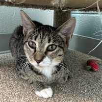 Thumbnail photo of Jolie #3