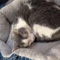 Thumbnail photo of Pearl #1