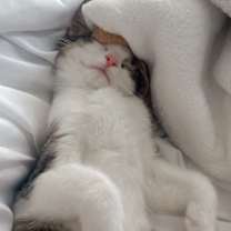 Thumbnail photo of Kiwi #1