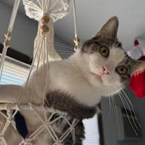 Thumbnail photo of Kiwi #3