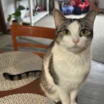 Thumbnail photo of Kiwi #4