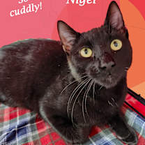 Thumbnail photo of NIGEL #4