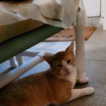 Thumbnail photo of Gilbert #2