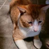 Thumbnail photo of Gilbert #3
