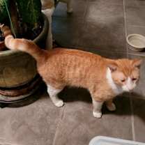 Thumbnail photo of Gilbert #4