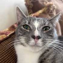 Thumbnail photo of Peter Parker #1