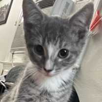 Thumbnail photo of Peter Parker #2