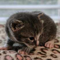 Thumbnail photo of Peter Parker #3