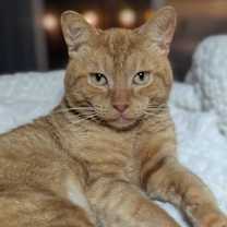 Thumbnail photo of Rusty #2