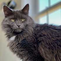 Thumbnail photo of Fluffy (aka Sabrina) #2