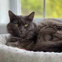 Thumbnail photo of Fluffy (aka Sabrina) #3