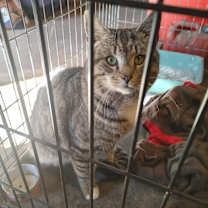 Thumbnail photo of Bob Cat #3