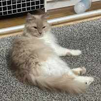 Thumbnail photo of zz 'Kelloggs' courtesy listing #1