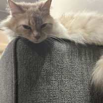 Thumbnail photo of zz 'Kelloggs' courtesy listing #2