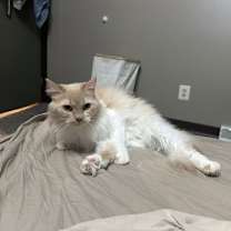 Thumbnail photo of zz 'Kelloggs' courtesy listing #3