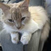 Thumbnail photo of zz 'Kelloggs' courtesy listing #4