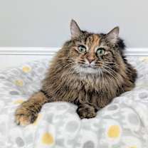 Thumbnail photo of Milo #3