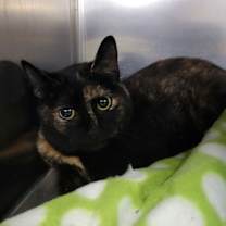 Thumbnail photo of Torte #1