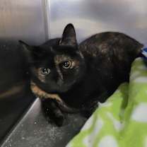 Thumbnail photo of Torte #2