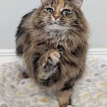 Thumbnail photo of Milo #4