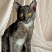 Thumbnail photo of Cesar (bonded w/ Colby) #2