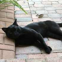 Thumbnail photo of Bruno #2