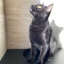 Thumbnail photo of Bruno #3