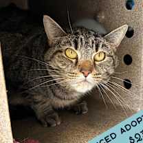 Thumbnail photo of Butterfly - IN FOSTER #1