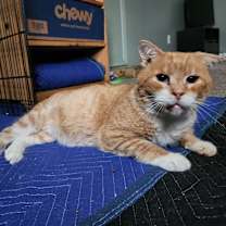Thumbnail photo of Drips - IN FOSTER #4