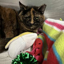 Thumbnail photo of Shyla #3