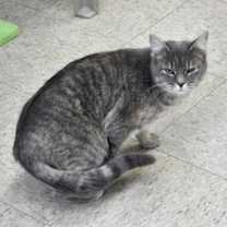 Thumbnail photo of Kahlua #1