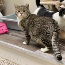 Thumbnail photo of Joel-Felv+ #2