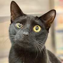 Thumbnail photo of Rafiki #1