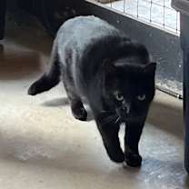 Thumbnail photo of Panther #1