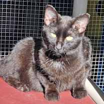 adopt-pet