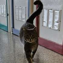 adopt-pet