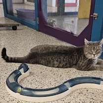 Thumbnail photo of Theodore #2