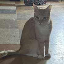 Thumbnail photo of Buckwheat #3