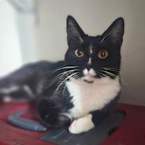 Thumbnail photo of Sox #1