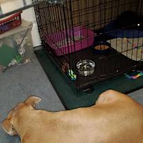 Thumbnail photo of Hissy #2