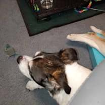 Thumbnail photo of Hissy #3