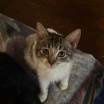 Thumbnail photo of Potato #1