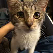 Thumbnail photo of Potato #2