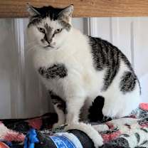 Thumbnail photo of Pebbles #1