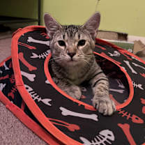 Thumbnail photo of Buckley #1