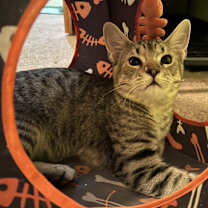 Thumbnail photo of Buckley #2