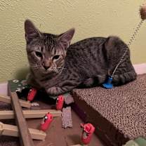 Thumbnail photo of Buckley #3