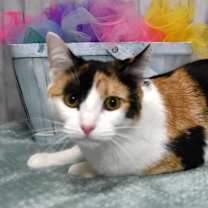 Thumbnail photo of Lola #1