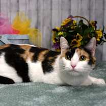 Thumbnail photo of Lola #3